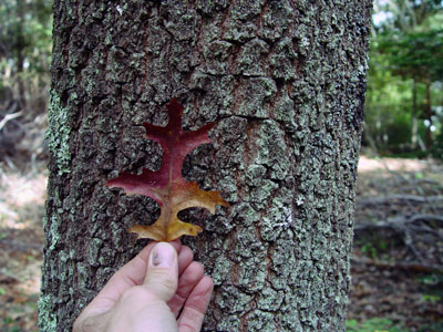 Photo: Scarlet oak leaf held against scarlet oak trunk showing bark