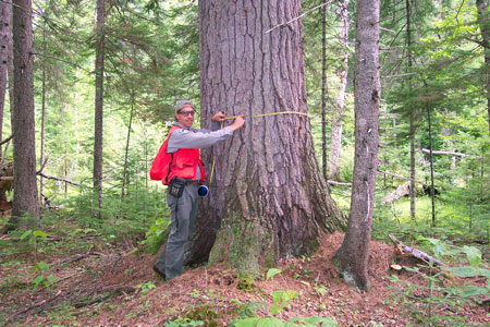 Photo: Ecologist measuring diameter of large white pine at Gero Island