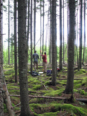 Photo: Ecologists working in a survey plot at St. John Ponds Ecoreserve