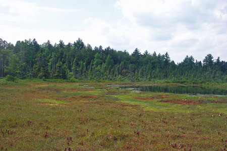 Picture showing Mossy Bog Mat