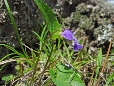 Photo: Viola novae-angliae