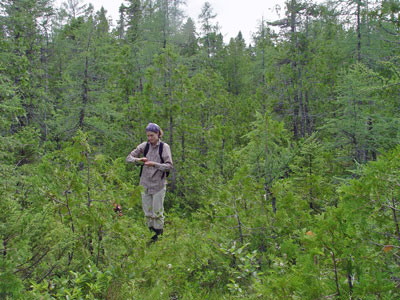Picture of ecologist working in Open Cedar Fen community
