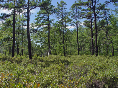 Picture showing Pitch Pine Bog community