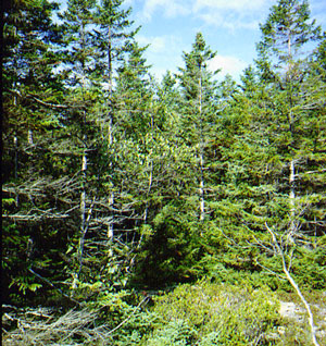 Picture of Black Spruce Woodland