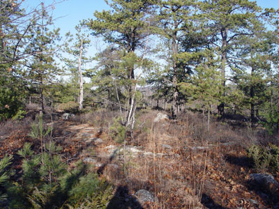 Picture showing Pitch Pine Woodland community