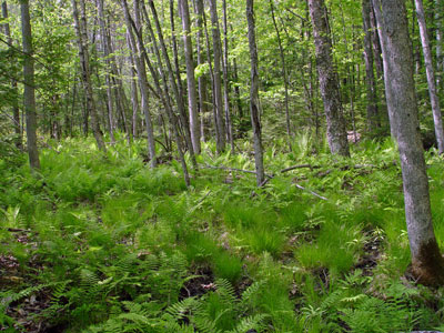 Picture showing Red Maple Swamp community
