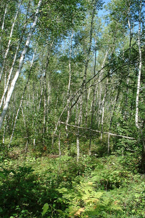 photograph of an aspen-birch woodland/forest complex