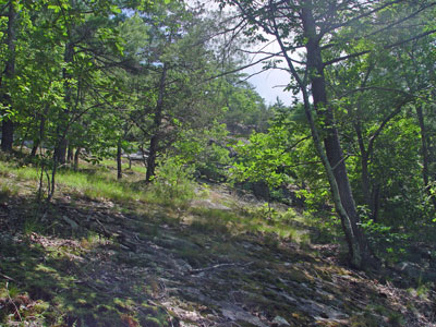 Picture showing Oak - Pine Woodland community