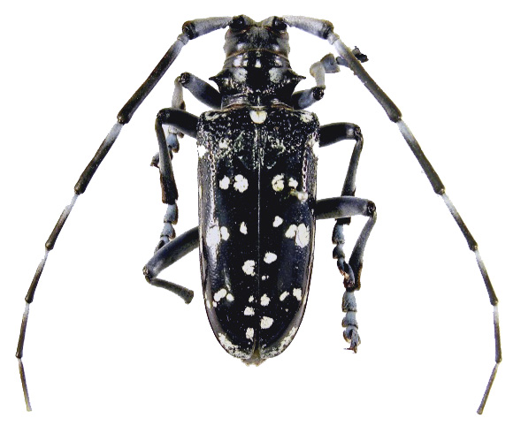 image of Asian longhorned beetle by Donald Duerr, USDA Forest Service