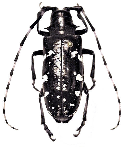 image of Asian longhorned beetle by Donald Duerr, USDA Forest Service
