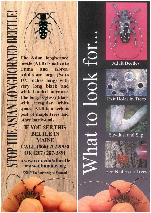 Bookmark: "Stop the Asian Longhorned Beetle" (2" x 6")