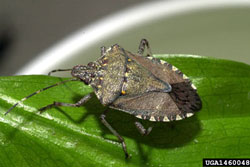 brown marmorated stink bug adult