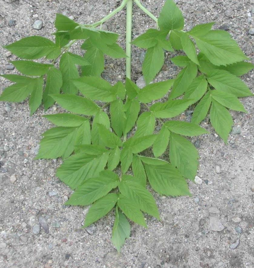 Angelica Leaf