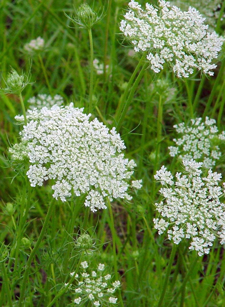 Queen-Anne's Lace flower