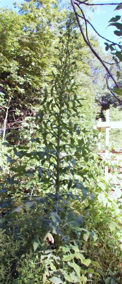 Wild Lettuce Plant