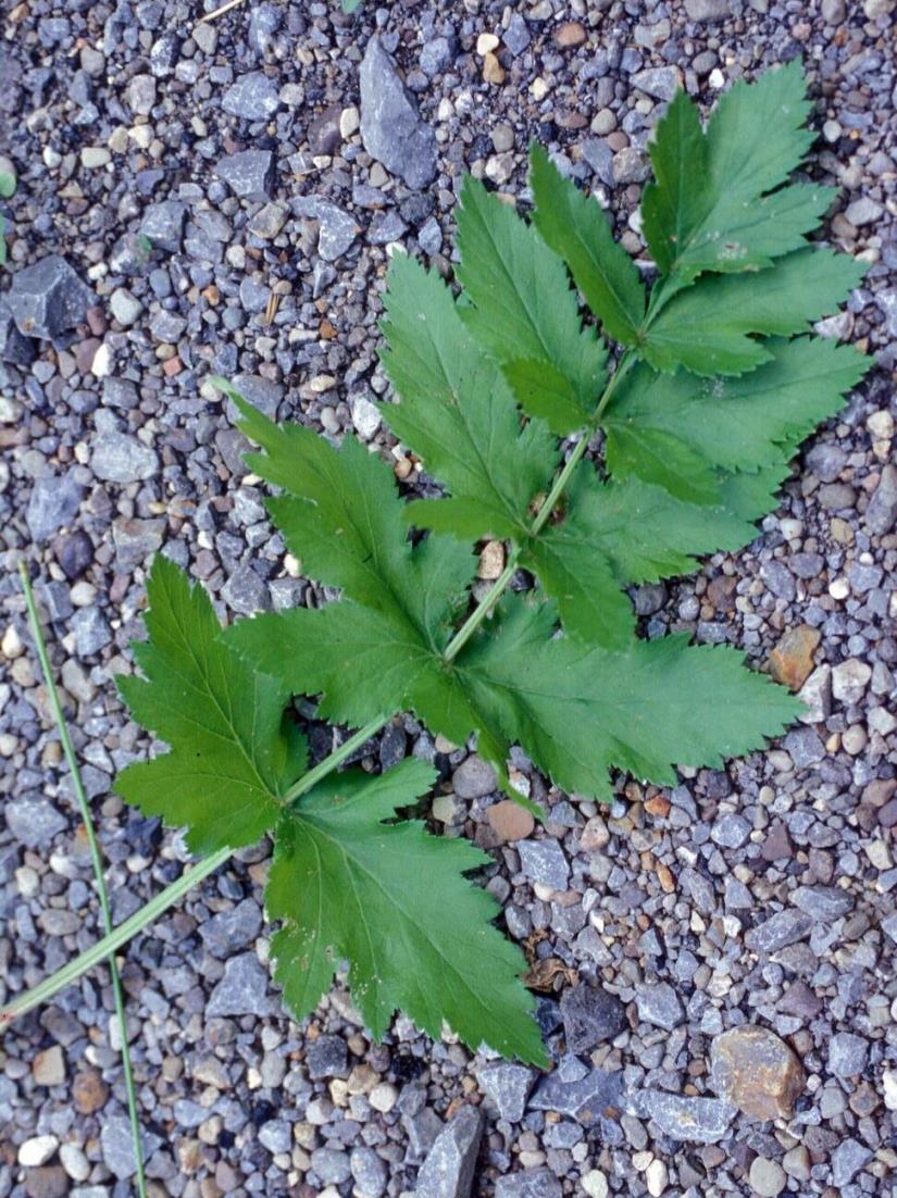 Wild Parsnip Leaf