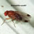 Spotted Wing Drosophila (bugguide.net)