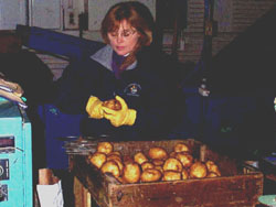 Joy inspecting potatoes