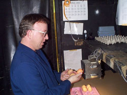 Dana Grading Eggs