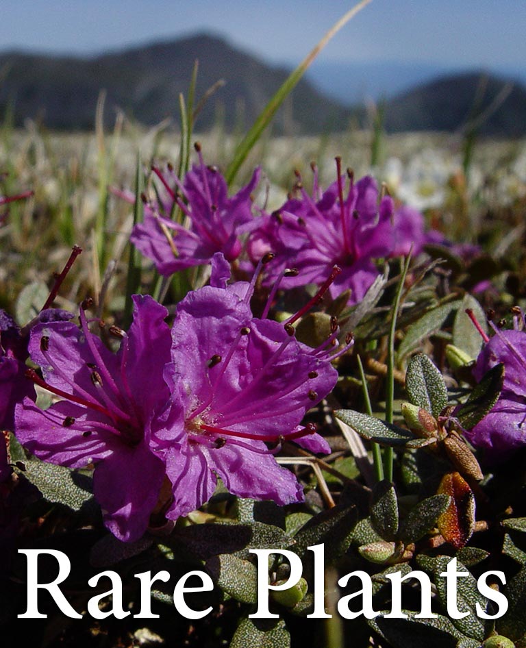 Lapland - Rare Plant