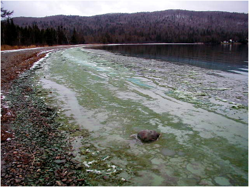lake algal bloom
