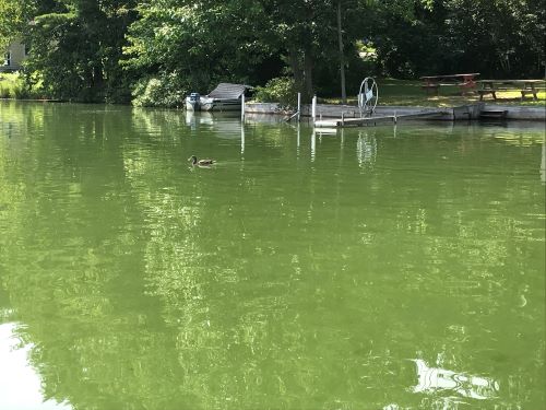 Sabattus Pond algae bloom
