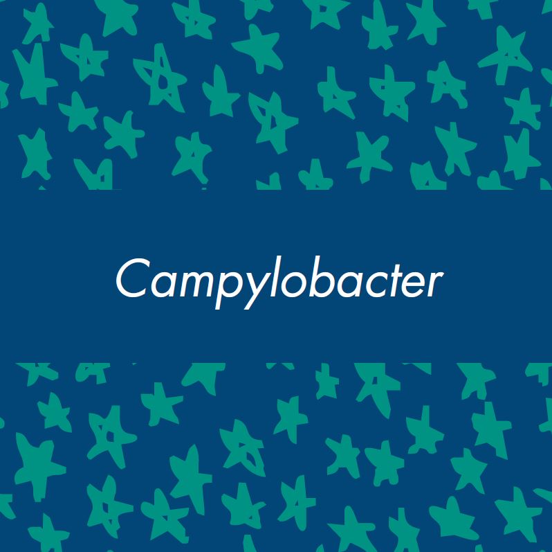 campylobacter vocabulary card