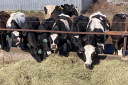 Cows eating hay