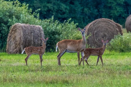 Deer in a hay field