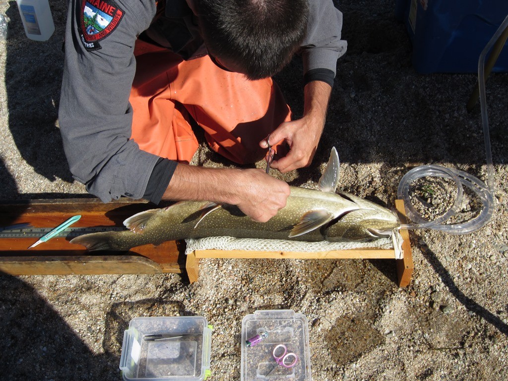 small - Tunk Lake 2015 Telemetry Jeremah Inplanting Tag1