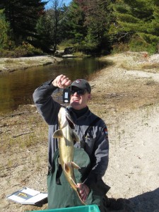 Some of the lake trout were in excess of ten pounds.
