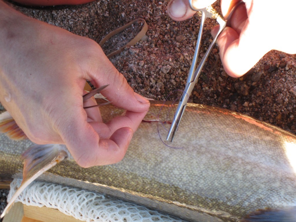 small - Tunk Lake 2015 Telemetry Jeremah Inplanting Tag3