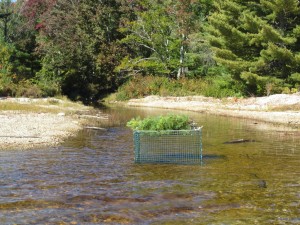 small - Tunk Lake 2015 Telemetry Jeremah Inplanting Tag7