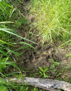 Moose tracks at water crossing