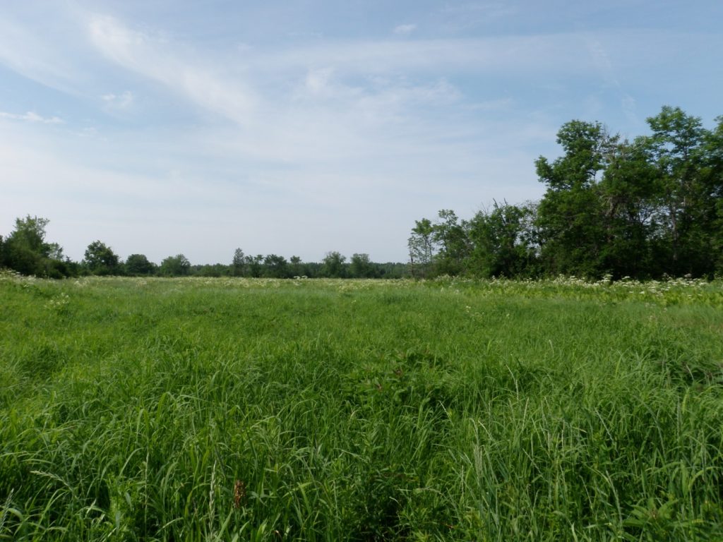 Island Fields
