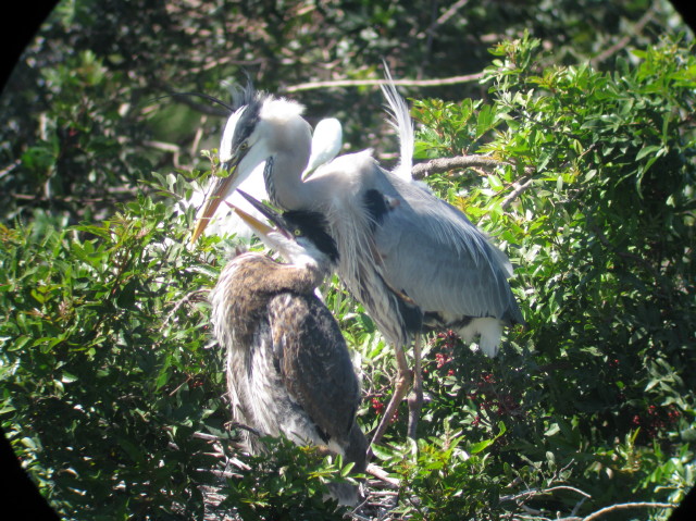 adult with nestling