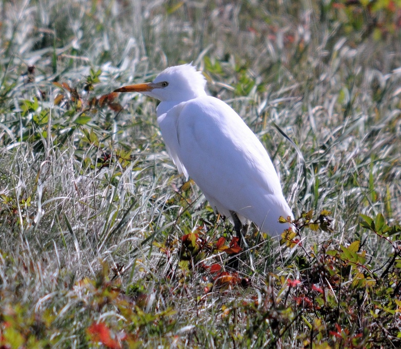 Cattle_Egret_JMays