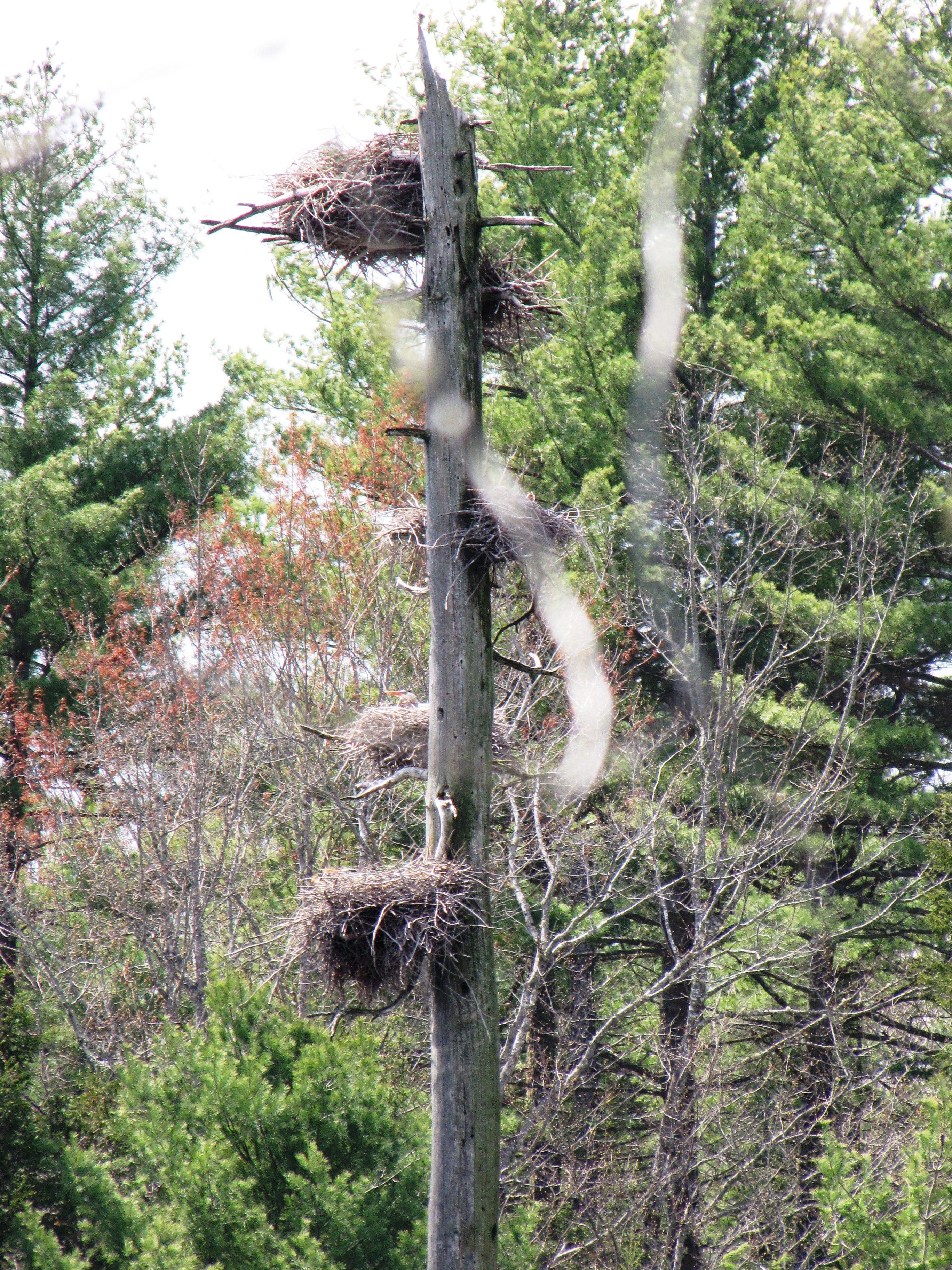 five_nests