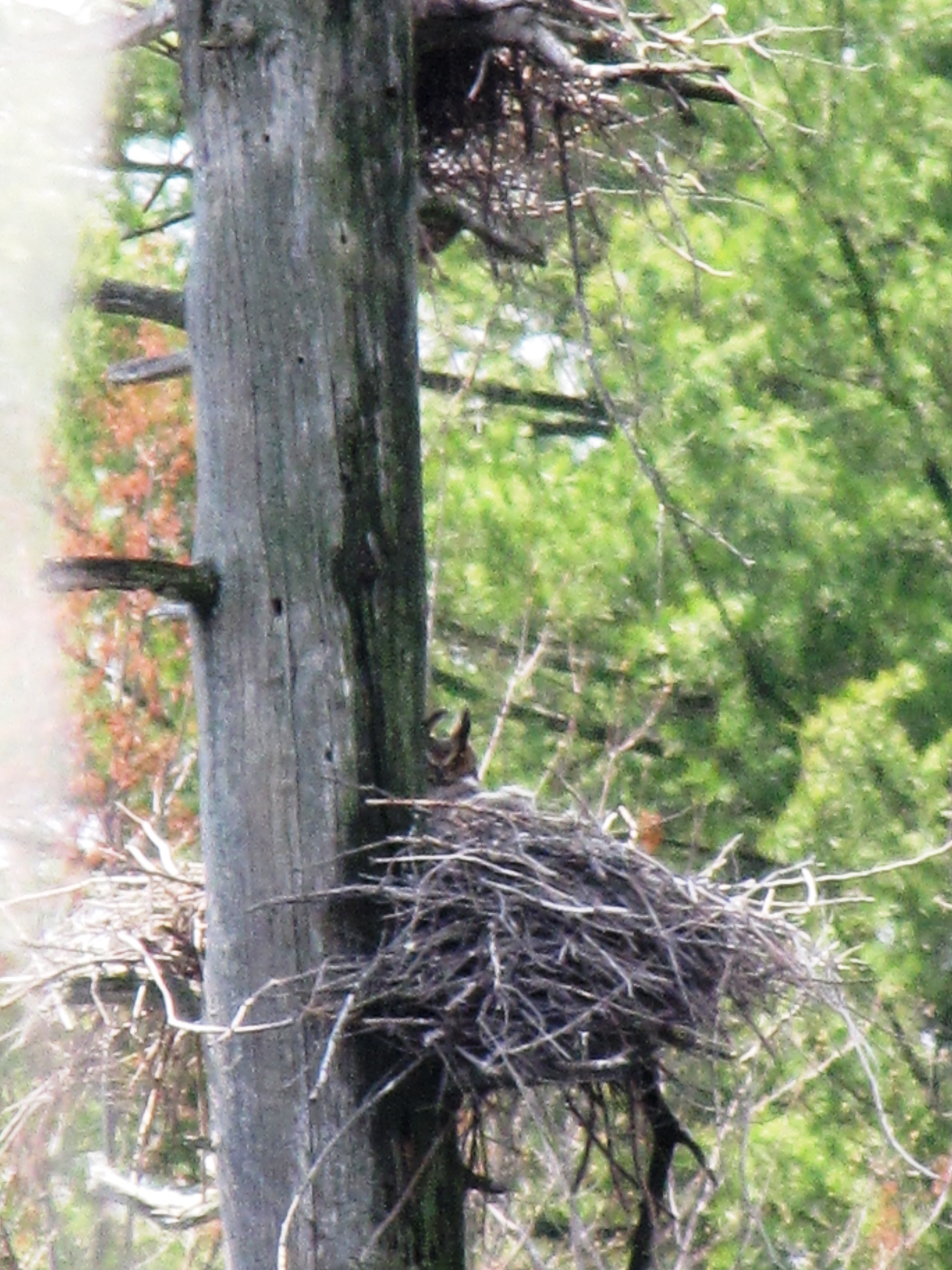 great_horned_owl_nest
