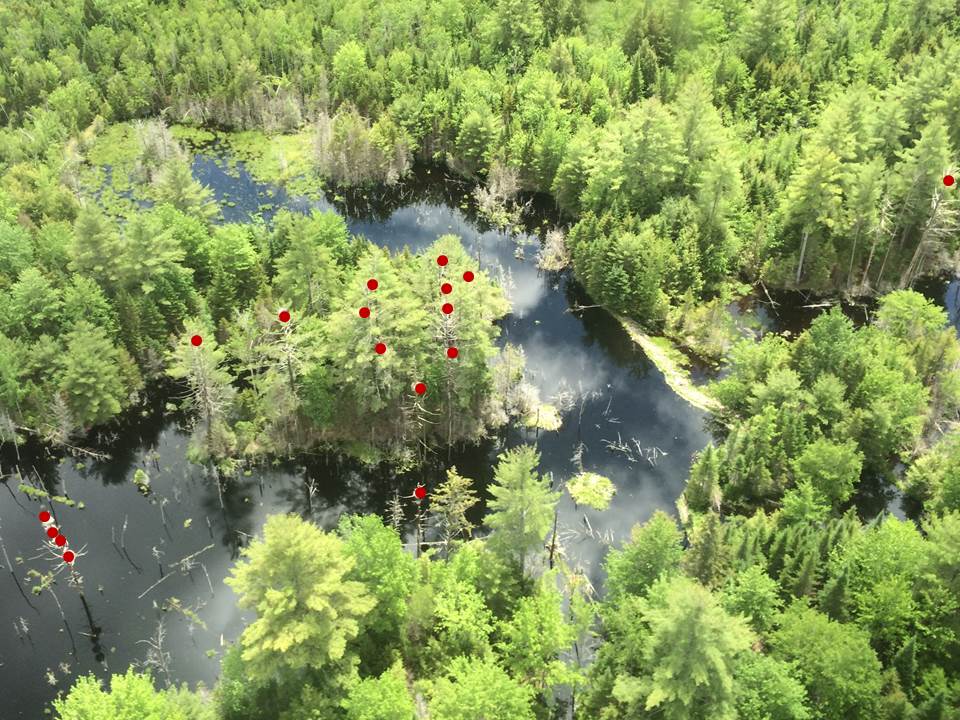 Here's the same colony shown above. All visible nests are marked with a red circle. We estimated 19 total nests when we flew over it, so there are 2 hidden from this view. (Click image to enlarge.)