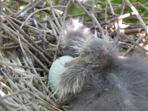 Black-crowned night-herons lay 3-5 greenish blue eggs, and incubate 23-26 days. The eggs hatch asynchronously, which creates a perfect situation for one chick to be outcompeted.