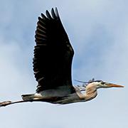 Heron flying