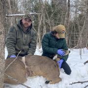 removing fencing from the doe