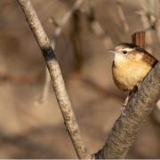 Carolina Wren Thryothorus ludovicianus © Doug Hitchcox