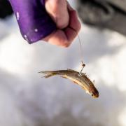 angler holding line with hook and small bait fish next to ice fishing hole