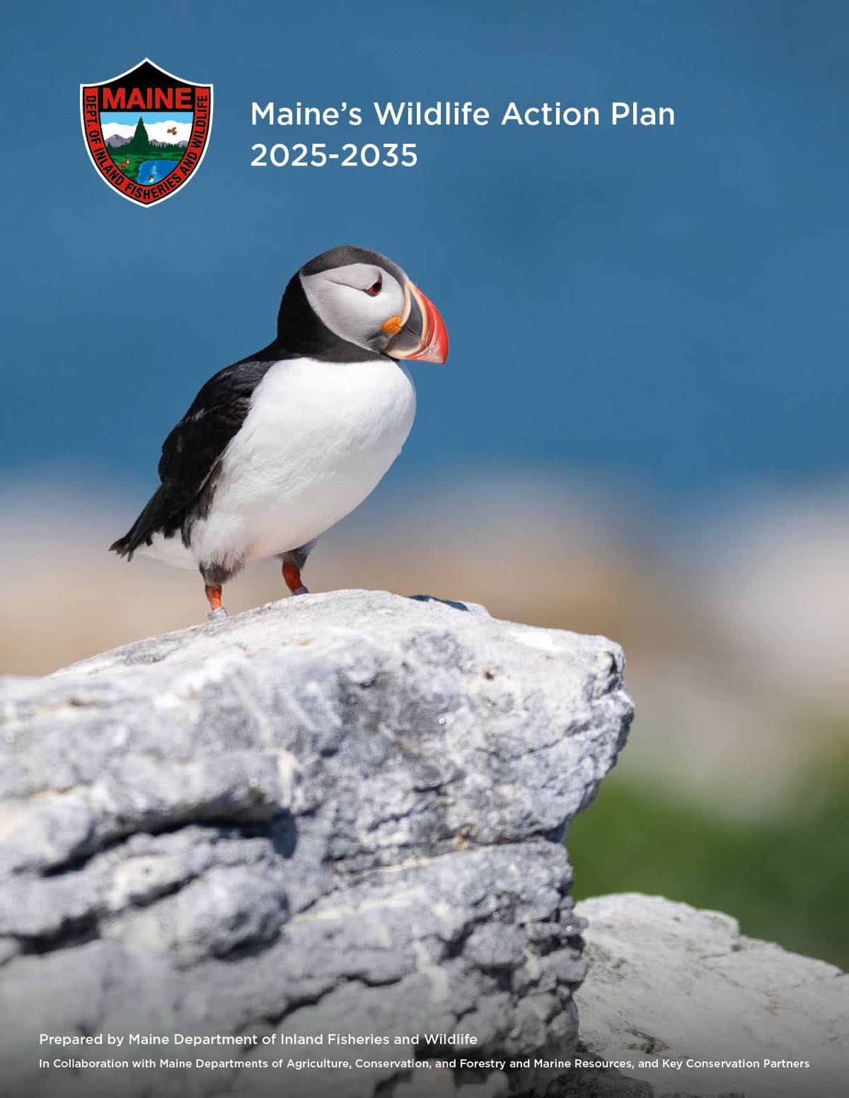 Atlantic puffin with bird band on right leg standing on a cliff with the ocean blurred in background, MDIFW logo, text that reads Maine's Wildlife Action Plan 2025-2035, Prepared by MDIFW in collaboration with conservation partners