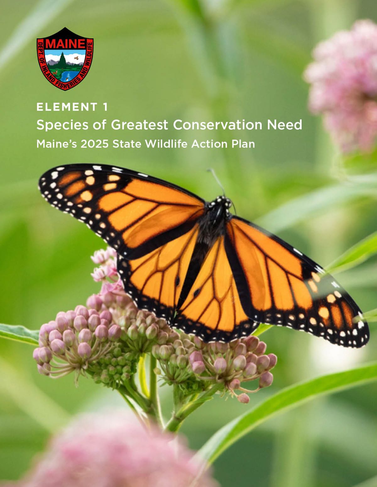 Bright orange monarch butterfly on common milkweed with blurred green background, MDIFW logo in top corner with text: Element 1: Species of Greatest Conservation Need, Maine's 2025 State Wildlife Action Plan