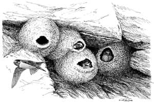 Cliff Swallow