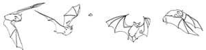 Illustration of how bats eat