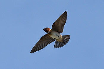 Flying cliff swallow
